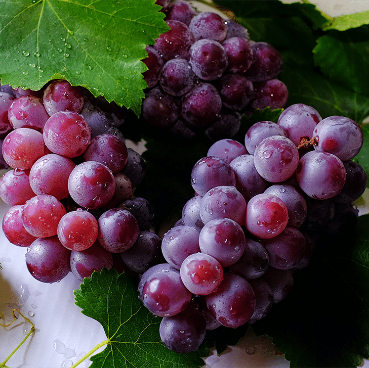 Grape Seed | healthy Metabolism | AOR Inc. Canada