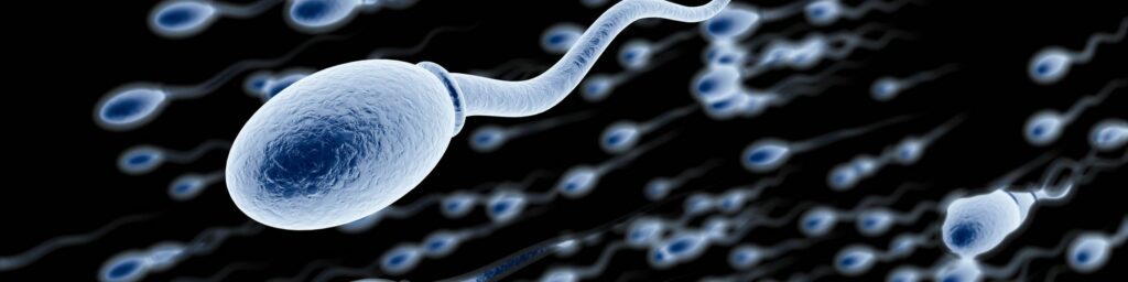 Sperm and Testicular Health